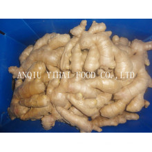 Top Quality Air Dry Ginger